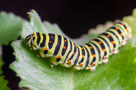 Caterpillar of the Machaon crawling on green leaves close-upの写真素材