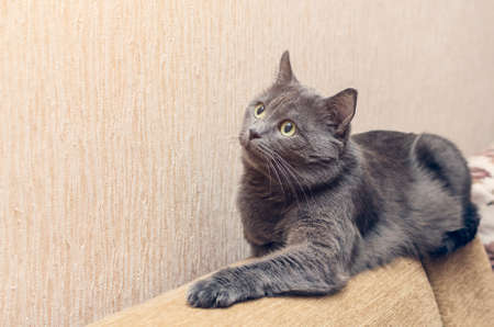 Beautiful gray cat resting on the back of the sofa.の写真素材