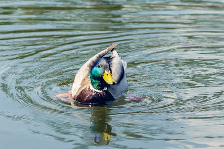 Beautiful wild duck swims in the pondの写真素材