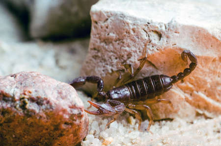 Scorpion sitting on a stone close up.の写真素材