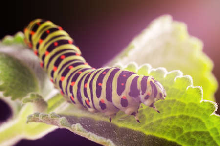 Caterpillar of the Machaon crawling on green leaves close-upの写真素材