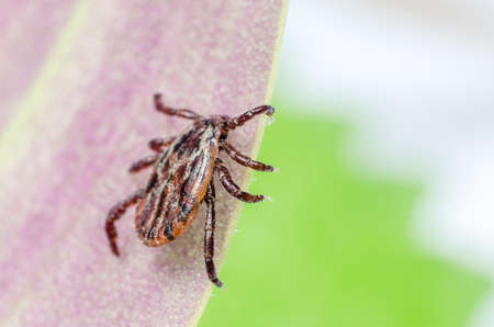 A dangerous parasite and infection carrier mite sitting on a leaf.
