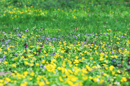 Violet and yellow wild flowers in green grass, background.の写真素材