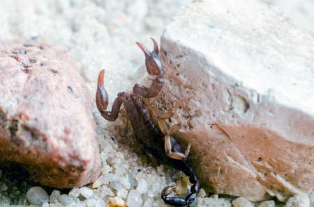 Scorpion sitting on a stone close up.の写真素材