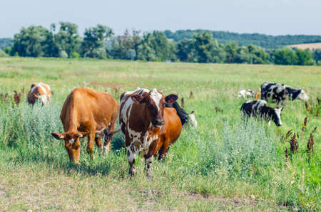 Dirty cows graze in a field on green grass.の写真素材