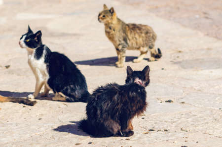 Three dirty sick hungry street cats sit on the sidewalk.の写真素材