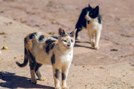 Portrait of a hungry dirty street cat.の写真素材