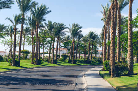 Palm trees along the road on the coast of the Red Sea, Sharm el-Sheikh, Egypt.の写真素材
