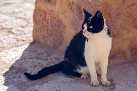 Dirty street cat sitting on the ground.の写真素材