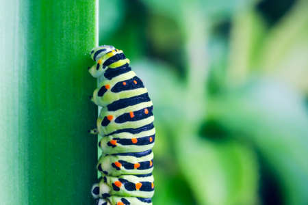 Caterpillar of the Machaon crawling on green leaves close-up