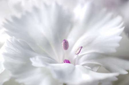 Beautiful flowers of Turkish carnation growing in a summer sunny garden close-up.