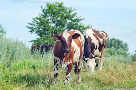 Cows graze in a field on green grass.