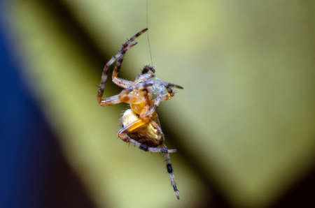 The spider sits on a cobweb in anticipation of a victim.の写真素材