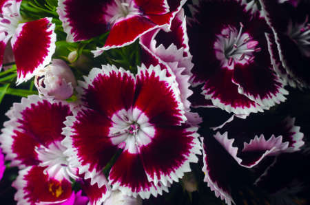 Beautiful multicolored flowers of Turkish carnation growing in a summer sunny garden close-up.
