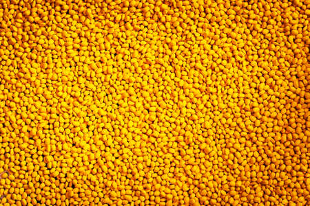 Yellow polymer dye in granules, background texture.の写真素材