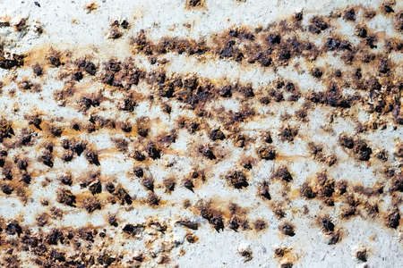 Rusty metal wall with cracked white paint.の写真素材