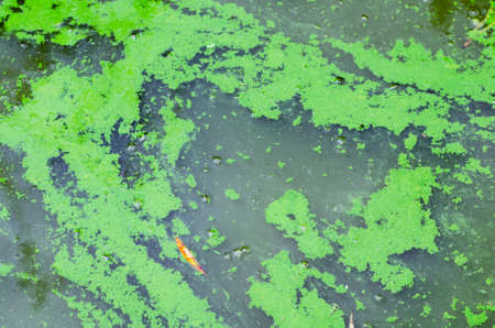 Blooming algae on the surface of the lake, background texture.の写真素材