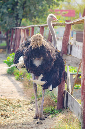 Portrait of an ostrich on a chicken farm.