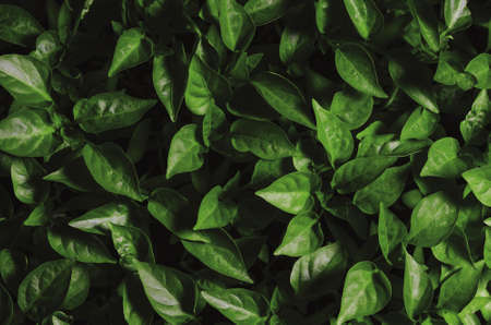 Green leaves seedlings of young pepper grown in a greenhouse, background texture.