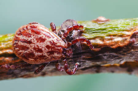 Tick, dangerous parasite and the carrier of infection sits on a branch.の写真素材