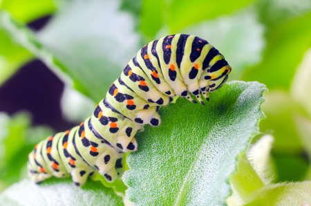 Caterpillar of the Machaon crawling on green leaves close-upの写真素材