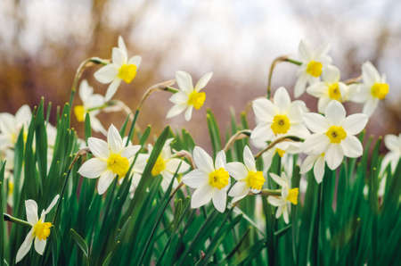Beautiful daffodil flowers growing in a spring garden.の写真素材