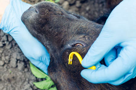 Human hands in blue gloves remove the tick with the hook of the dog.の写真素材