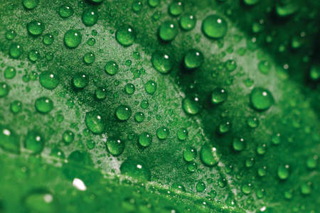 Drops of water on green leaves of seedlings of young pepper grown in a greenhouse, background...