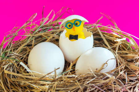 Yellow toy chickens and eggs in the nest.の写真素材