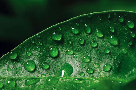 Drops of water on green leaves of seedlings of young pepper grown in a greenhouse, background texture.の写真素材