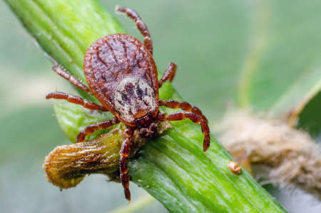 Tick, dangerous parasite and the carrier of infection sits on a branch.