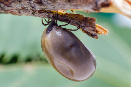 Swollen mite from blood, a dangerous parasite and carrier of infection sits on a branch.の写真素材