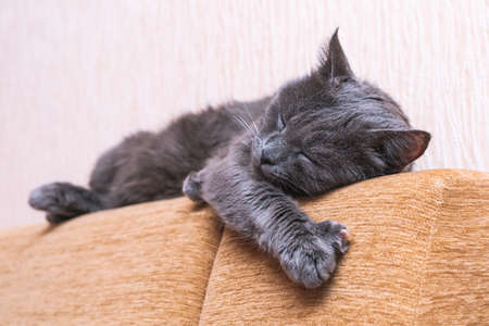 Beautiful gray cat resting on the couch stretching its front paw.の写真素材