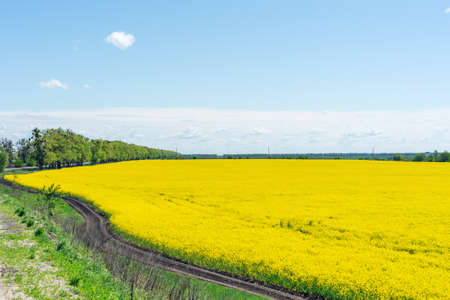 Colorful yellow spring rapeseed field on a sunny day with beautiful blue sky.