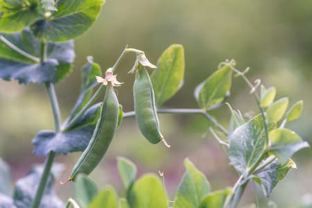Pods of green peas grow on the garden.
