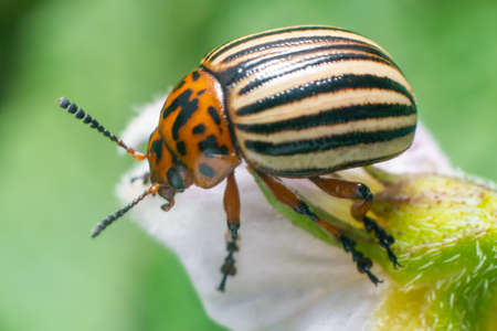 Crop pest, the Colorado potato beetle sits on the leaves of potatoes.の写真素材