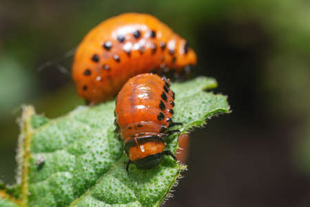 Colorado potato beetle larvae eats potato leaves, damaging agriculture.