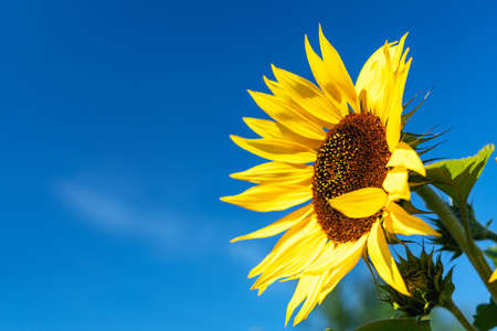 Bright yellow sunflower flower in a field against a blue sky.の写真素材