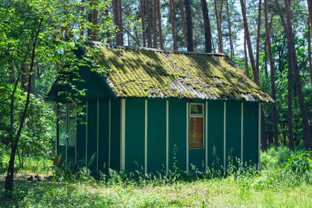 Old wooden house in a pine forest.の写真素材