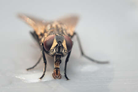 Housefly on a gray background close up.