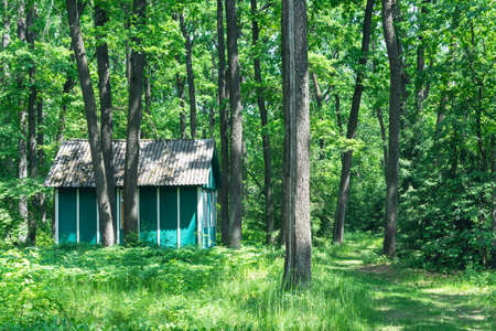 Old wooden house in a pine forest.