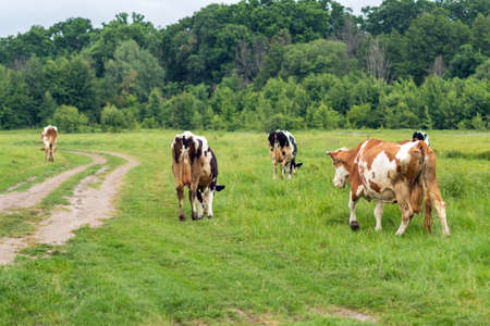Cows graze in a field on green grass.の写真素材