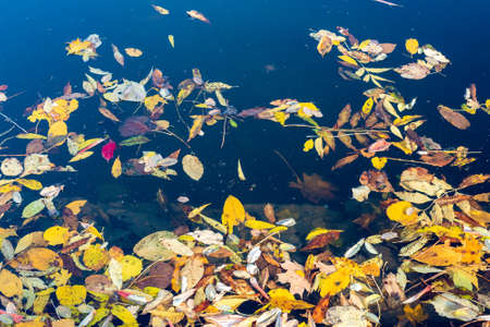 Colorful autumn leaves falling into the water in the park.の写真素材