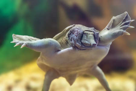 The Chinese Trionyx turtle Pelodiscus sinensis swimming in the aquarium.の写真素材