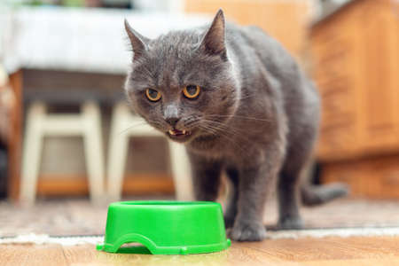 Handsome gray cat sits next to a bowl of food set on the floor and eats.の写真素材