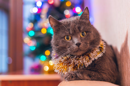 Beautiful gray cat in a New Year's outfit on the background of a Christmas tree.の写真素材