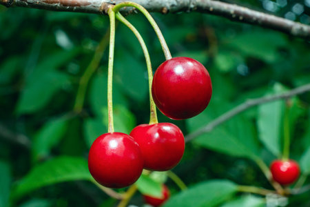 Ripe red cherries hanging on a tree in the garden.