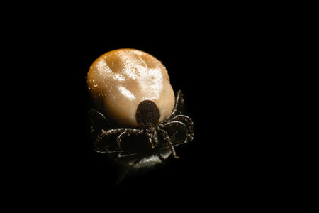 Mite is a dangerous parasite and carrier of infections on a black background.の写真素材