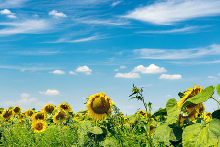Bright yellow sunflower flower in a field against a blue sky.の写真素材