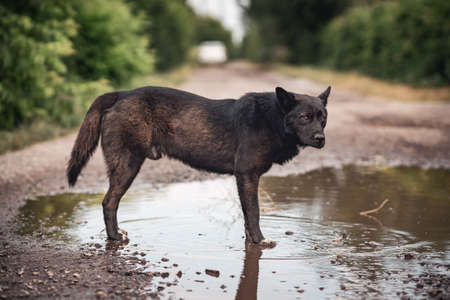A large homeless black dog with a sad look stands in a muddy puddle.